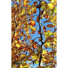 Nation Photo 800 film argentique