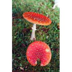 Pellicule 800 ISO Nation Photo